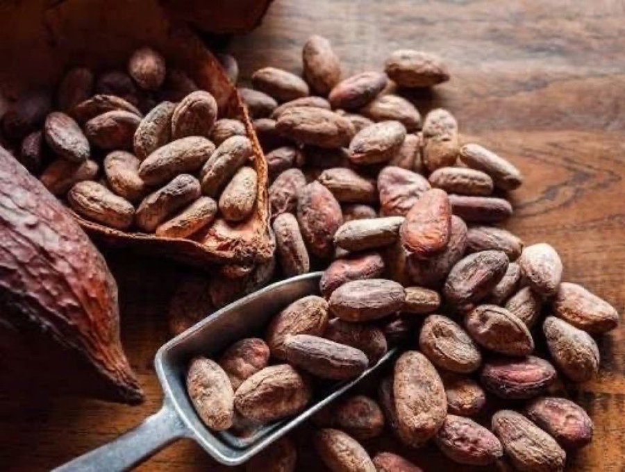 Fèves de cacao séchées prêtes pour le broyage. La Côte d'Ivoire est devenue premier broyeur mondial, mais 95 % des dérivés repartent encore en semi-fini. · ACTUFIN