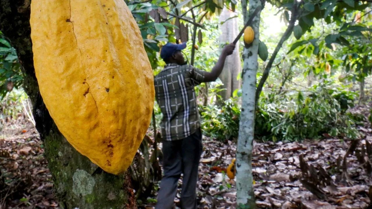 Récolte manuelle des cabosses : le maillon amont, resté artisanal, d'une chaîne de valeur mondialisée à 130 milliards de dollars. · ACTUFIN