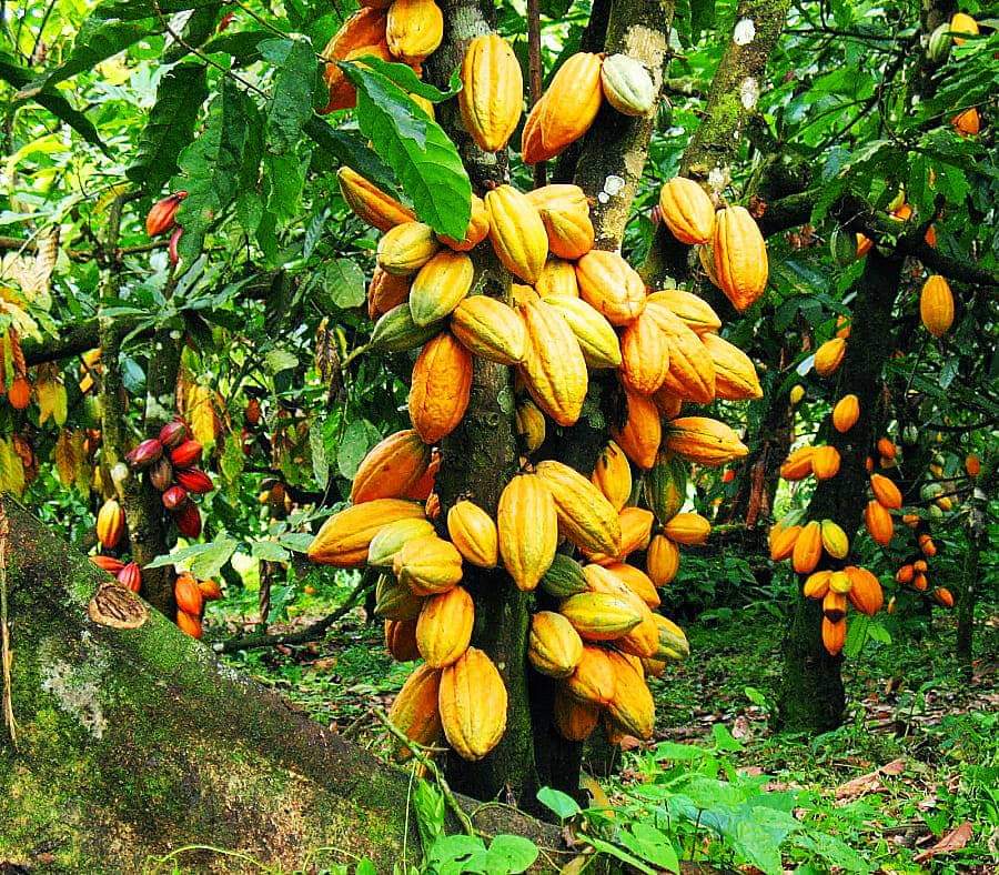 Cabosses de cacao à maturité en Afrique de l'Ouest, région qui fournit près de 75 % de l'offre mondiale de fèves. · ACTUFIN